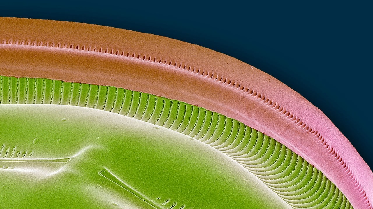 Biograss under a microscope