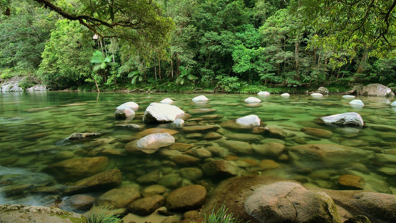 Daintree National Park